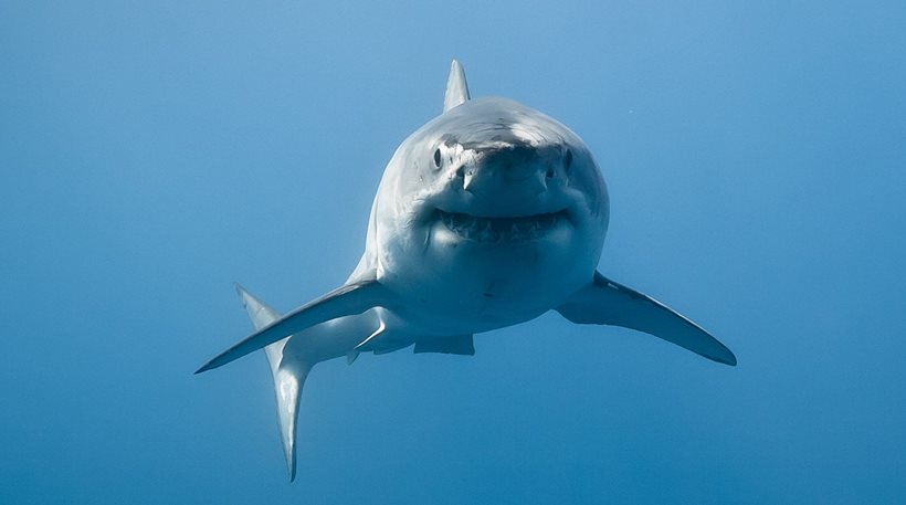 Οι επιστήμονες αποφάνθηκαν: Έχουν αγριέψει οι καρχαρίες στην Αυστραλία